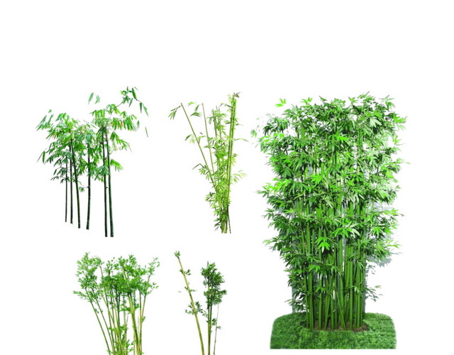 绿色简约小清新竹子免抠素材