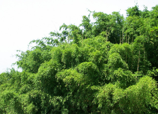 绿色小清新竹林免抠素材