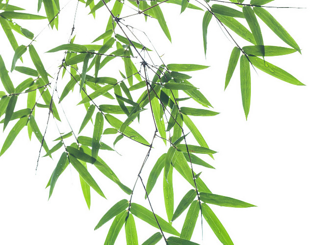 绿色简约小清新竹子免抠素材