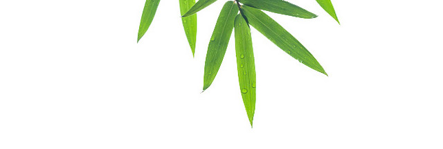 绿色简约小清新竹子免抠素材