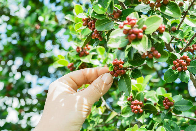 黄绿食物小巧树枝上的红色果实植物果实背景图片