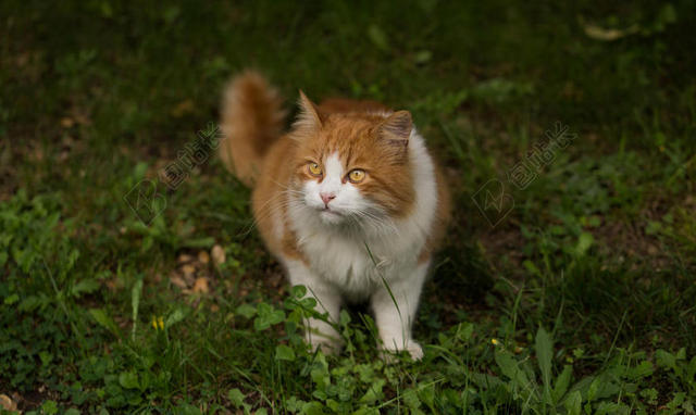 旅游自然户外草地上替补的猫背景图片