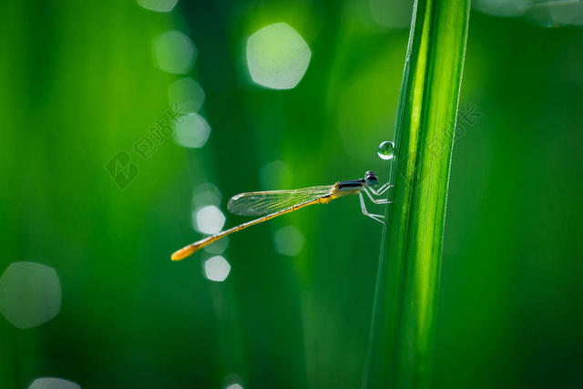 散景 - 特写 - 颜色 - 露水 - 蜻蜓 - 夏天