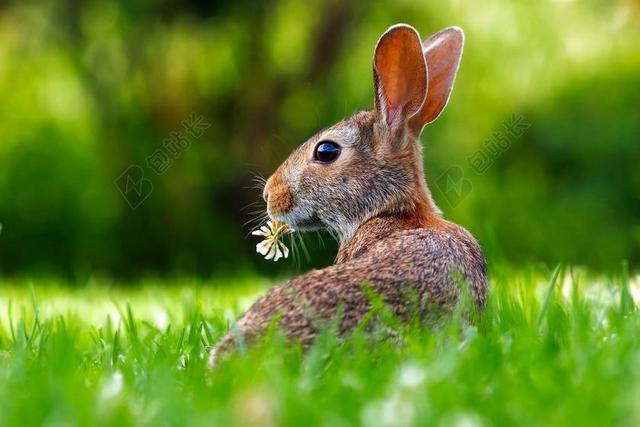 可爱极了 - 动物 - 兔子 - 可爱的 - 吃 - 草坪 - 动物