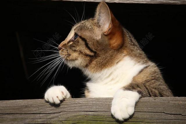 动物可爱趴在木头上的猫咪养猫宠物背景图片
