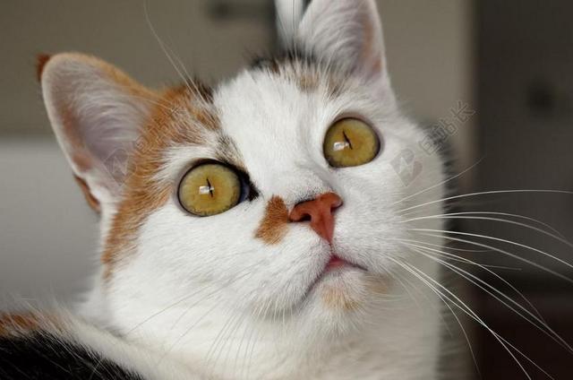 白色动物宠物猫面部特写背景图片