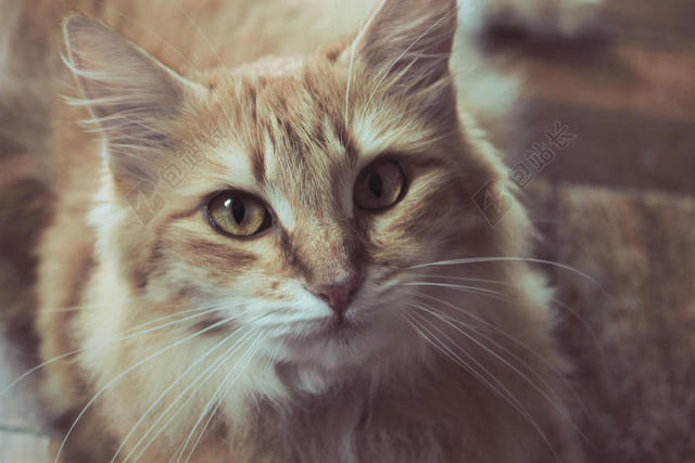 摄影唯美抬头的花猫背景图片