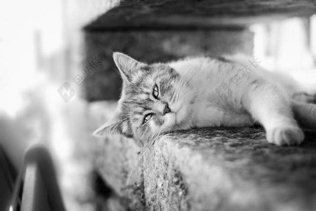 灰白玩耍发呆看镜头宠物猫背景图片