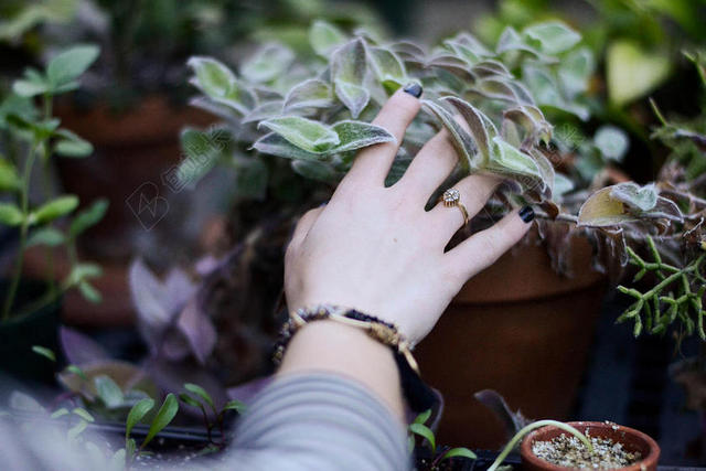 手镯特写花园手触摸植物女性戒指背景图片