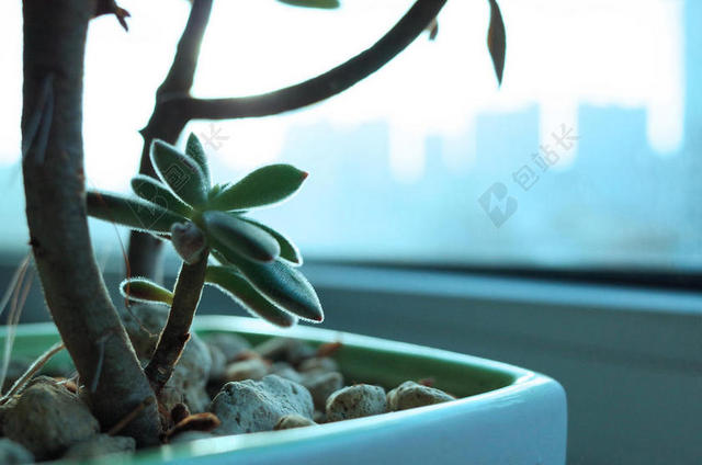 绿色植物盆栽家具装饰多肉分枝生长窗台背景图片