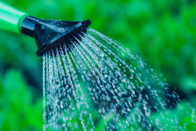 滴 - 属于 - 水 - 园艺 - 植物