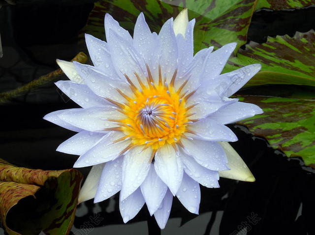白色花花园美丽风景景色背景图片