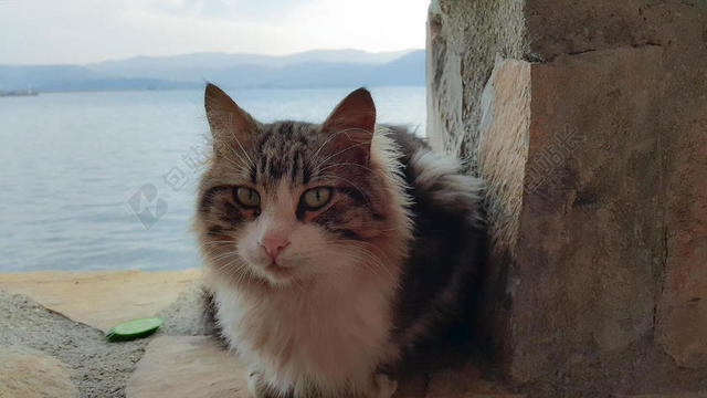 摄影清新趴在地上凝视的猫背景图片