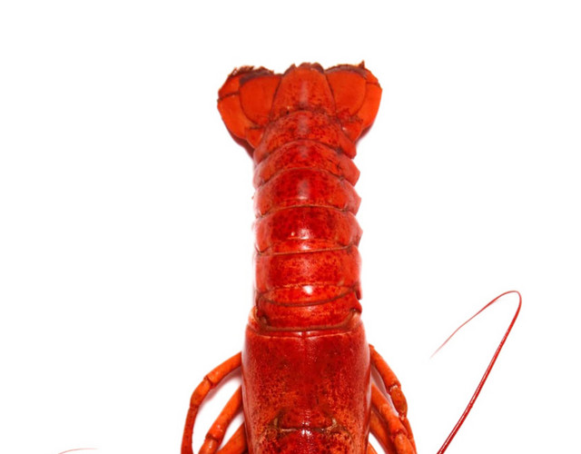 美食小虾素材