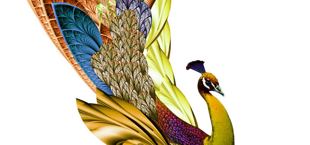 美丽孔雀矢量插画