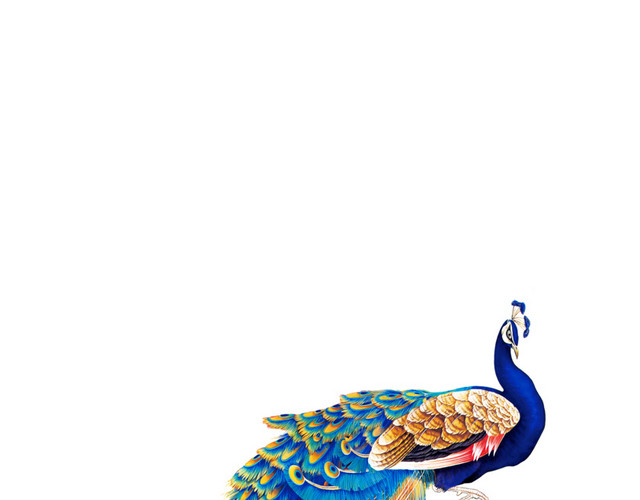彩色手绘孔雀插画