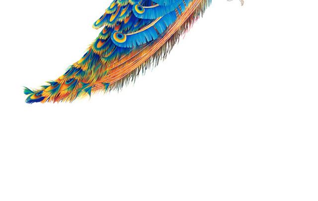 彩色手绘孔雀插画