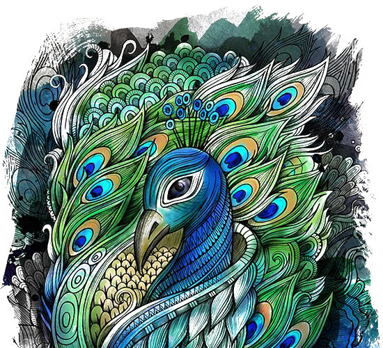 手绘孔雀插画素材
