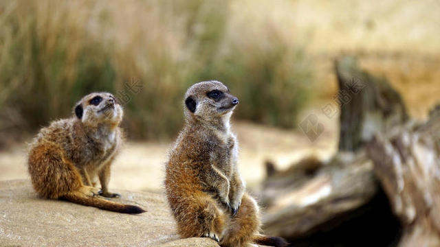 动物 - 摄影 - 动物 - 狐獴 - SURICATES - 动物