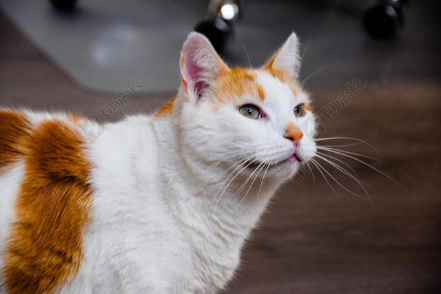 摄影清新花猫的侧脸背景图片