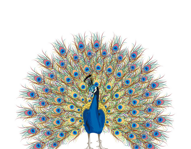 孔雀开屏插画素材