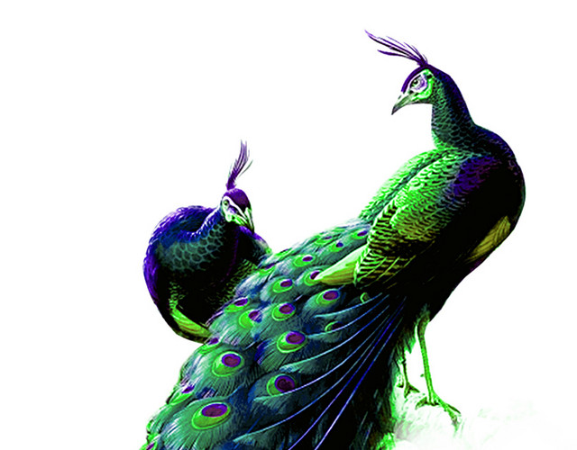 手绘孔雀插画素材