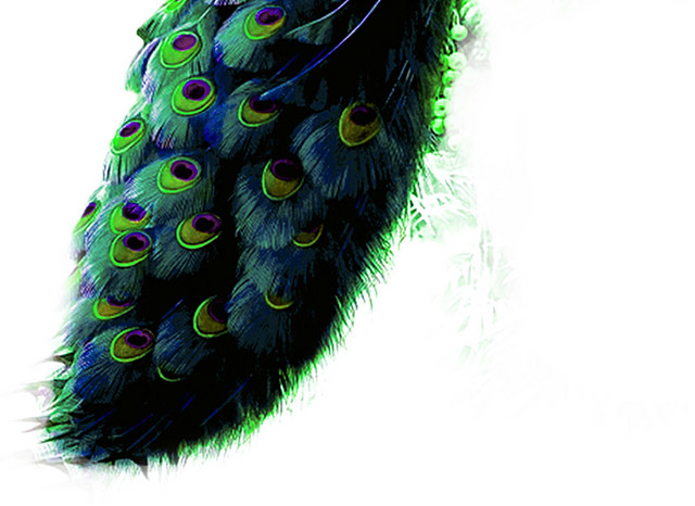 手绘孔雀插画素材