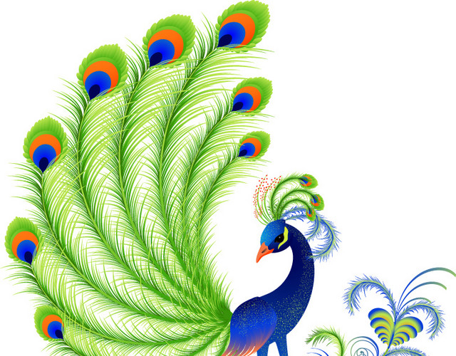 孔雀绚丽插画素材