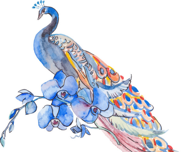 美丽孔雀手绘插画素材