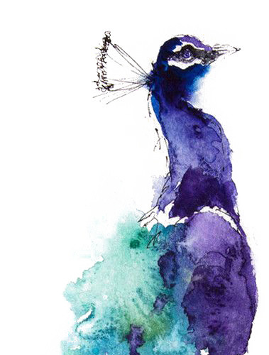 孔雀手绘水彩插画