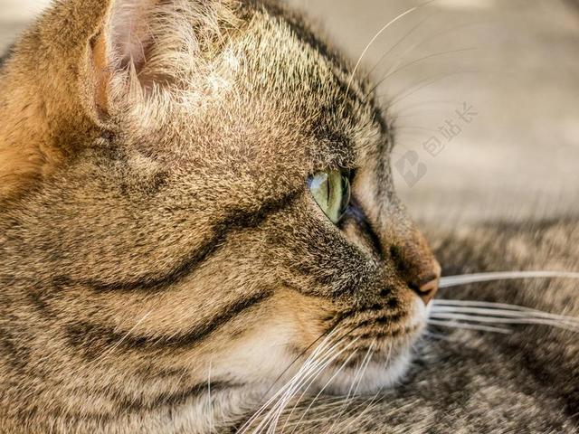 广告唯美猫侧脸背景图片