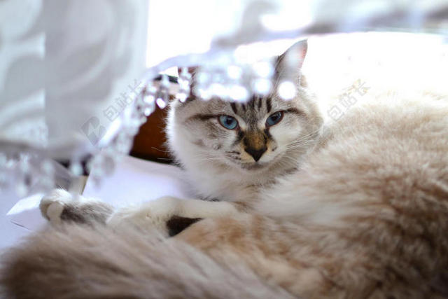 动物 - 动物 - 摄影 - 蓝眼睛的 - 猫 - 动物 - 猫