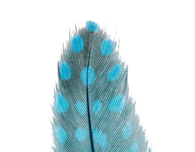 蓝色波点梦幻羽毛插画素材