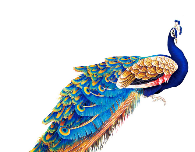 手绘高贵孔雀插画素材