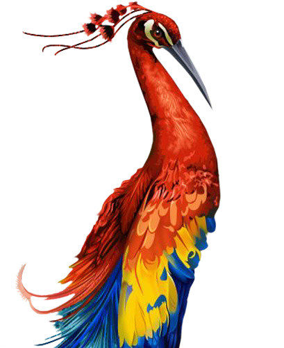 绚丽孔雀手绘插画