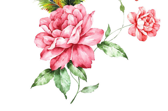 手绘水彩孔雀尾巴花朵插画