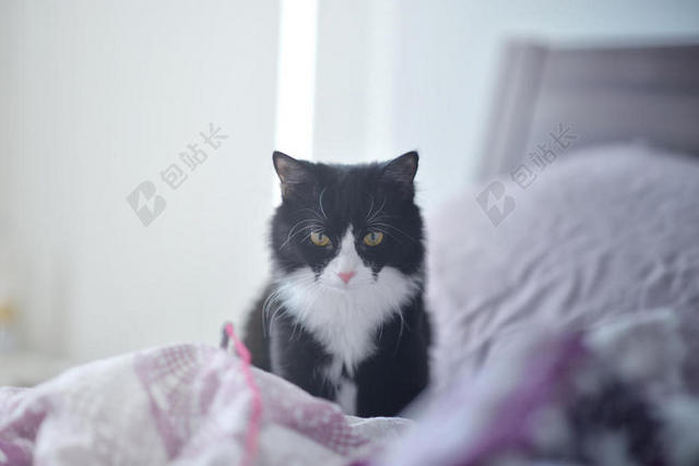 动物黑白相间的小猫在床上背景图片