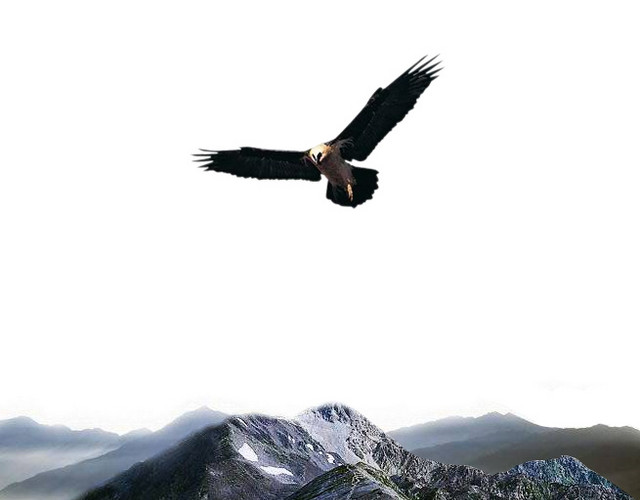 风景 老鹰