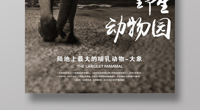 野生动物园大象馆最大的哺乳动物保护动物海报