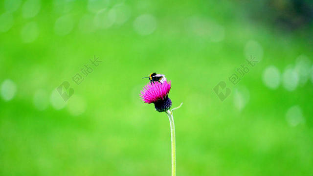 绿色野花蜜蜂静态特写背景图片