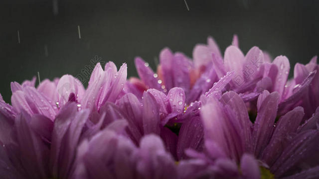 鲜花速递盛开雨水水滴背景图片