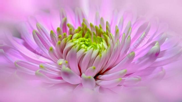 摄影唯美盛开的花蕾背景图片