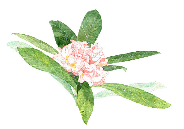 手绘花朵素材