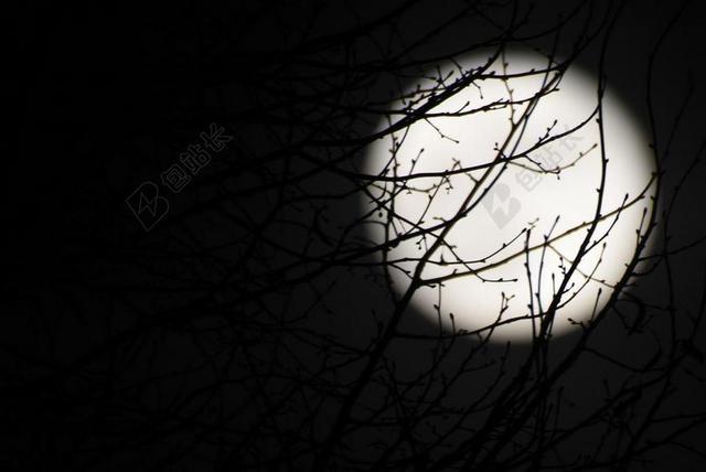 月亮 望月 夜 黑暗 黑 分支机构