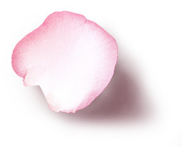 玫瑰花瓣
