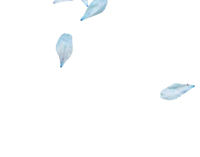 花瓣