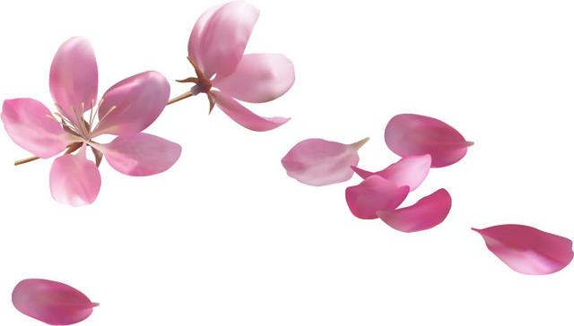 红色花瓣