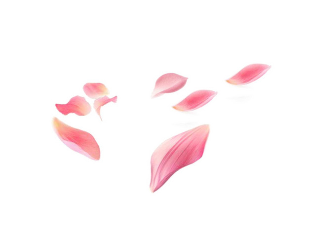 花瓣素材