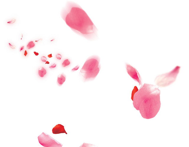 玫瑰花瓣