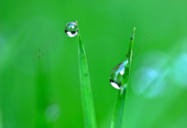 摄影自然植物上的雨珠背景图片